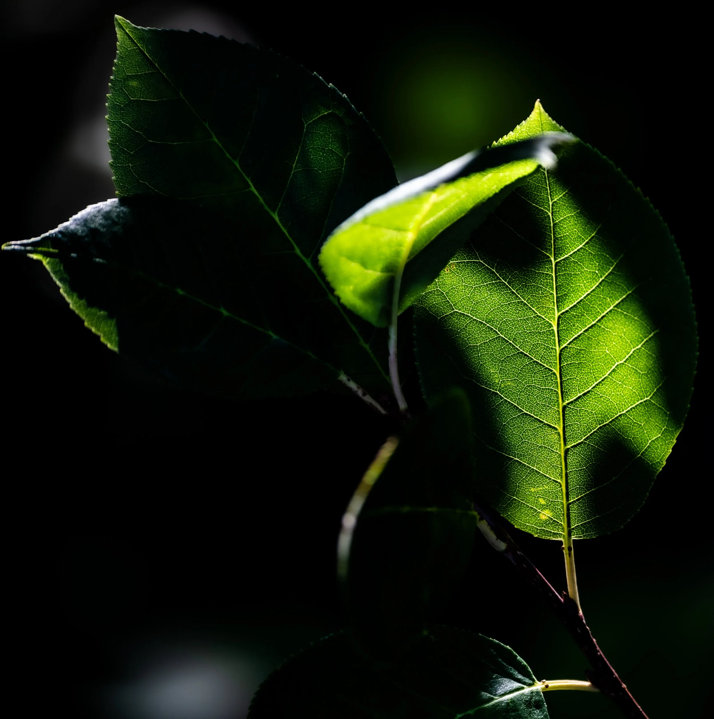 _DSC8795.jpg