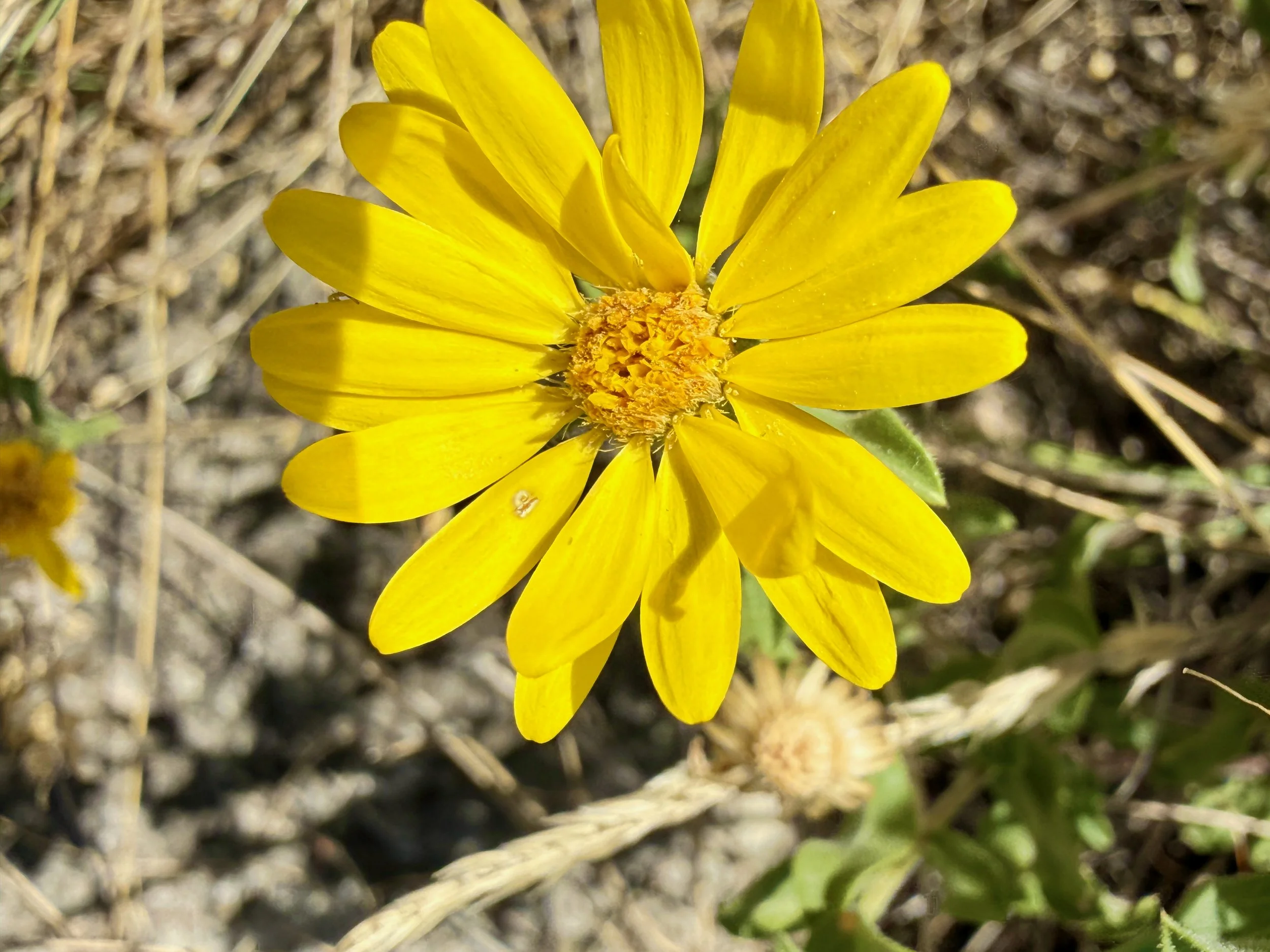 IMG_7171.jpeg