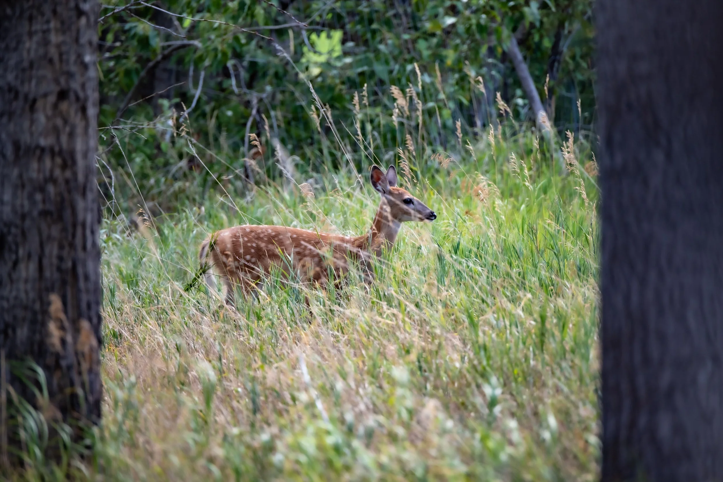 _DSC9603.jpg