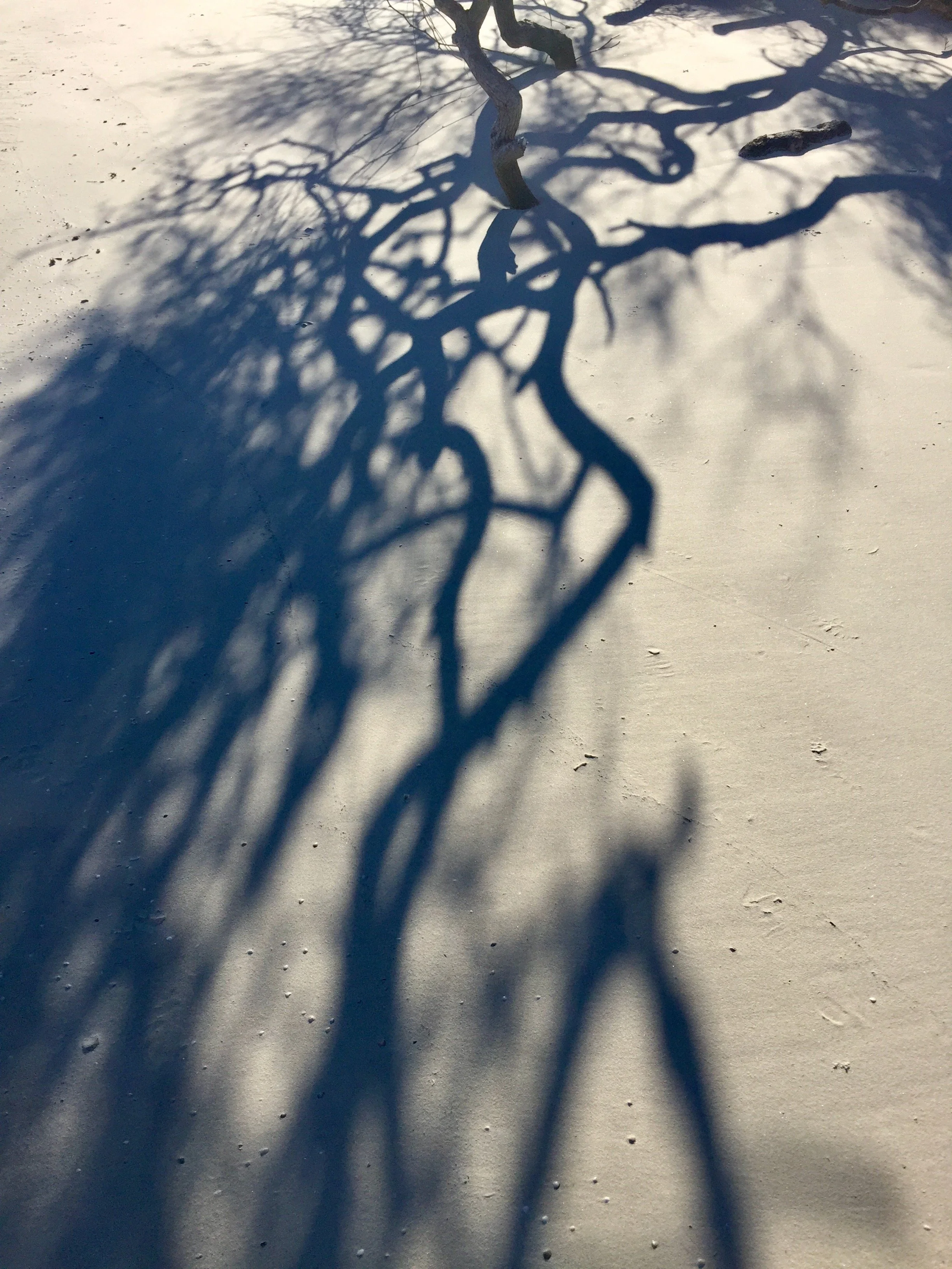 IMG_2506.jpeg