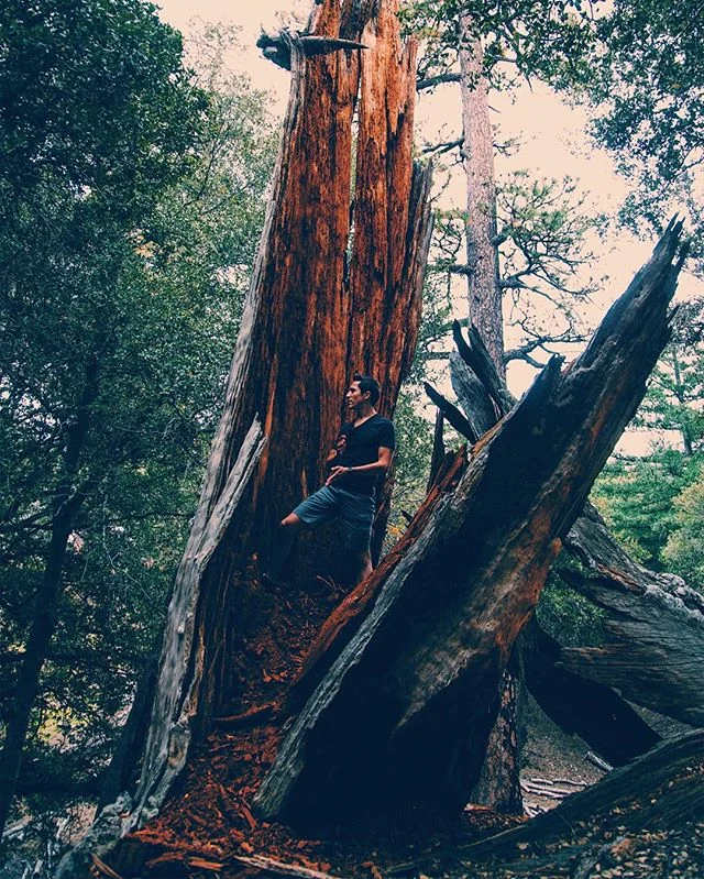 : Into The Woods : @strnv