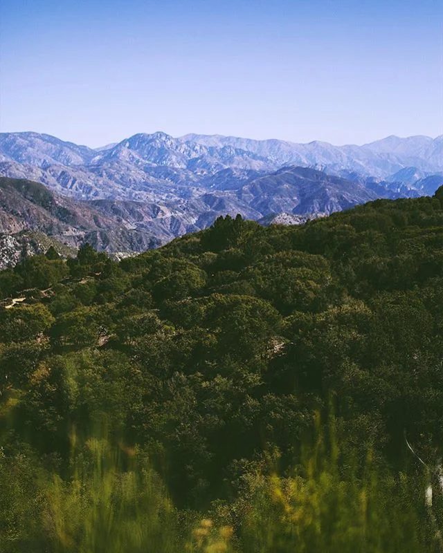 Above the Trees