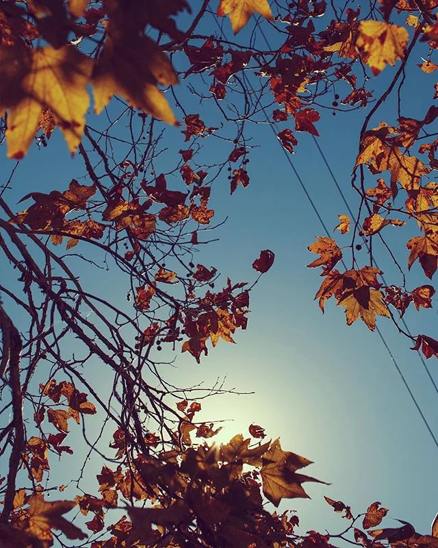 Autumn's Sun