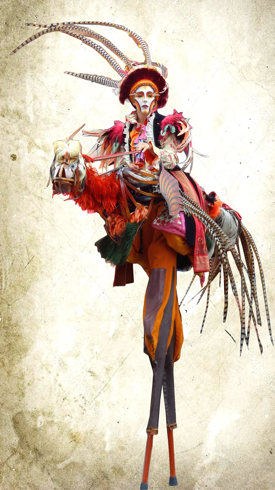 griffon Tracy moyenne web page.jpg