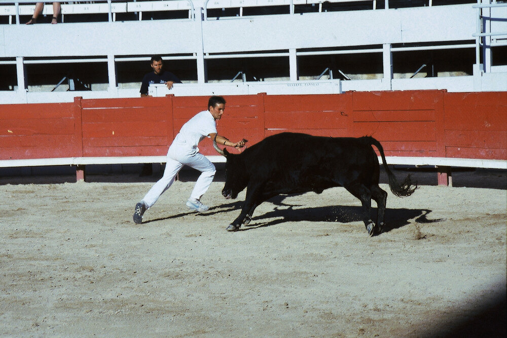 Bullfight 2.jpg