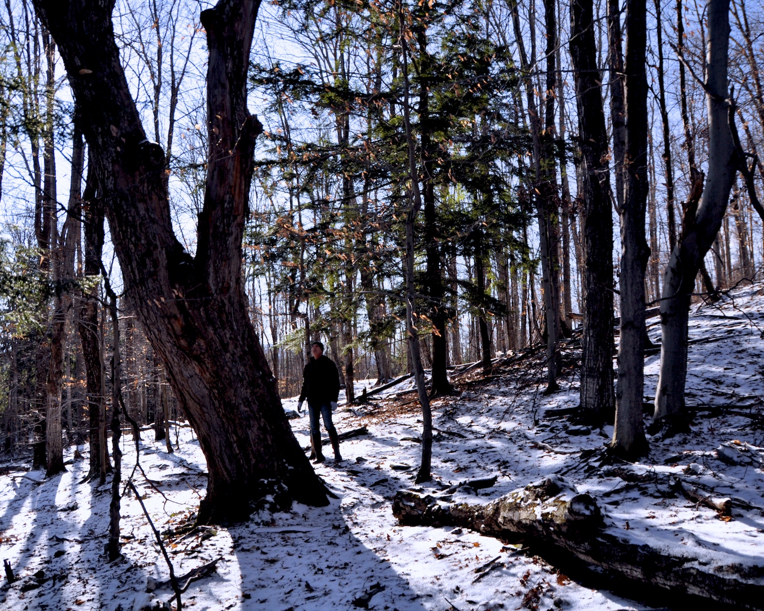 WOODS.jpg