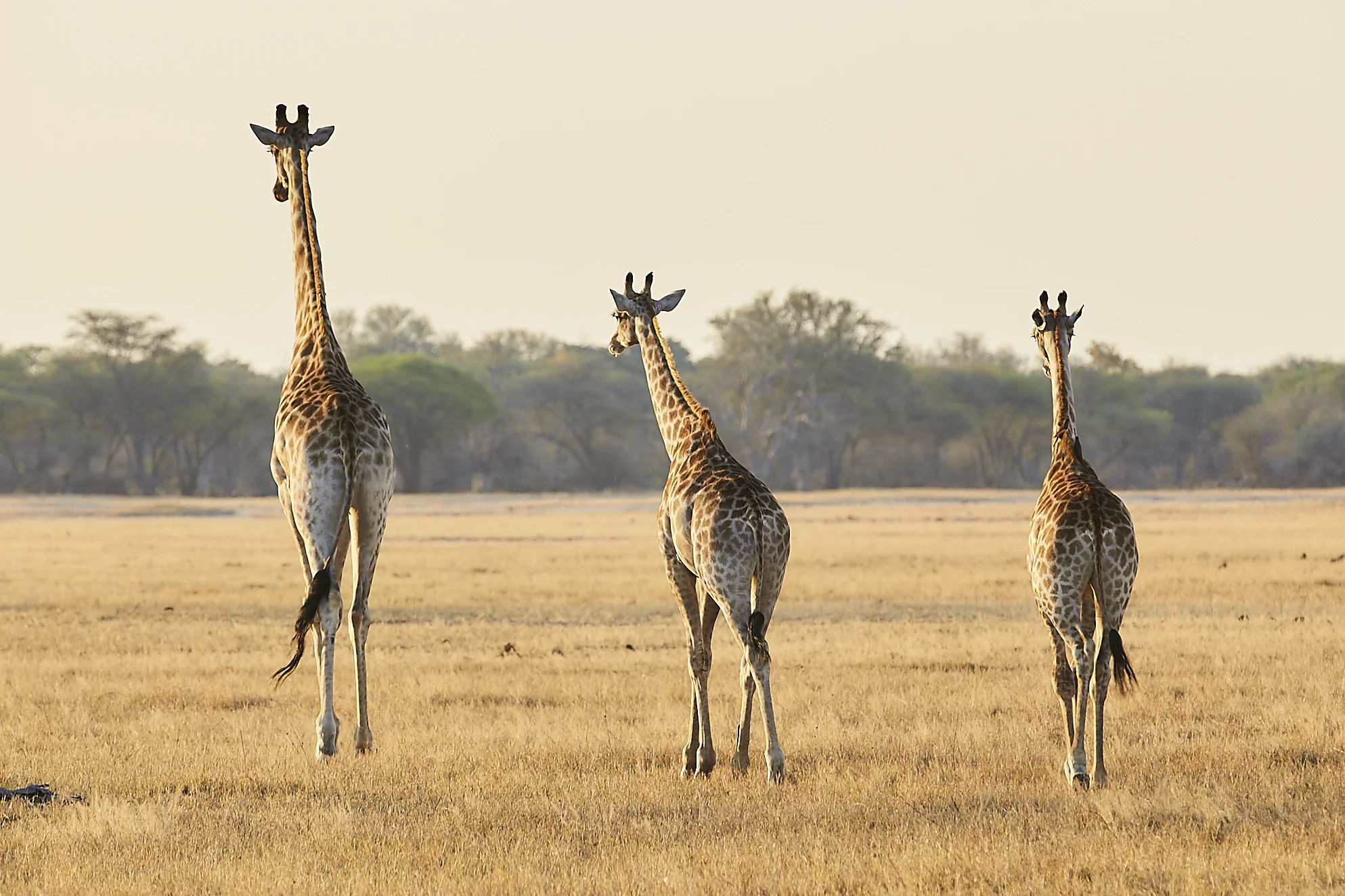Africa230.jpg