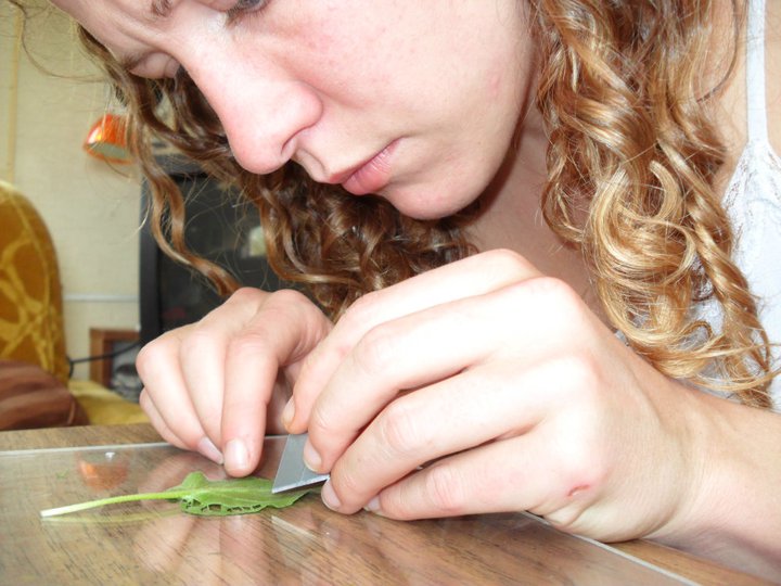 No leaf too big or small! =)
