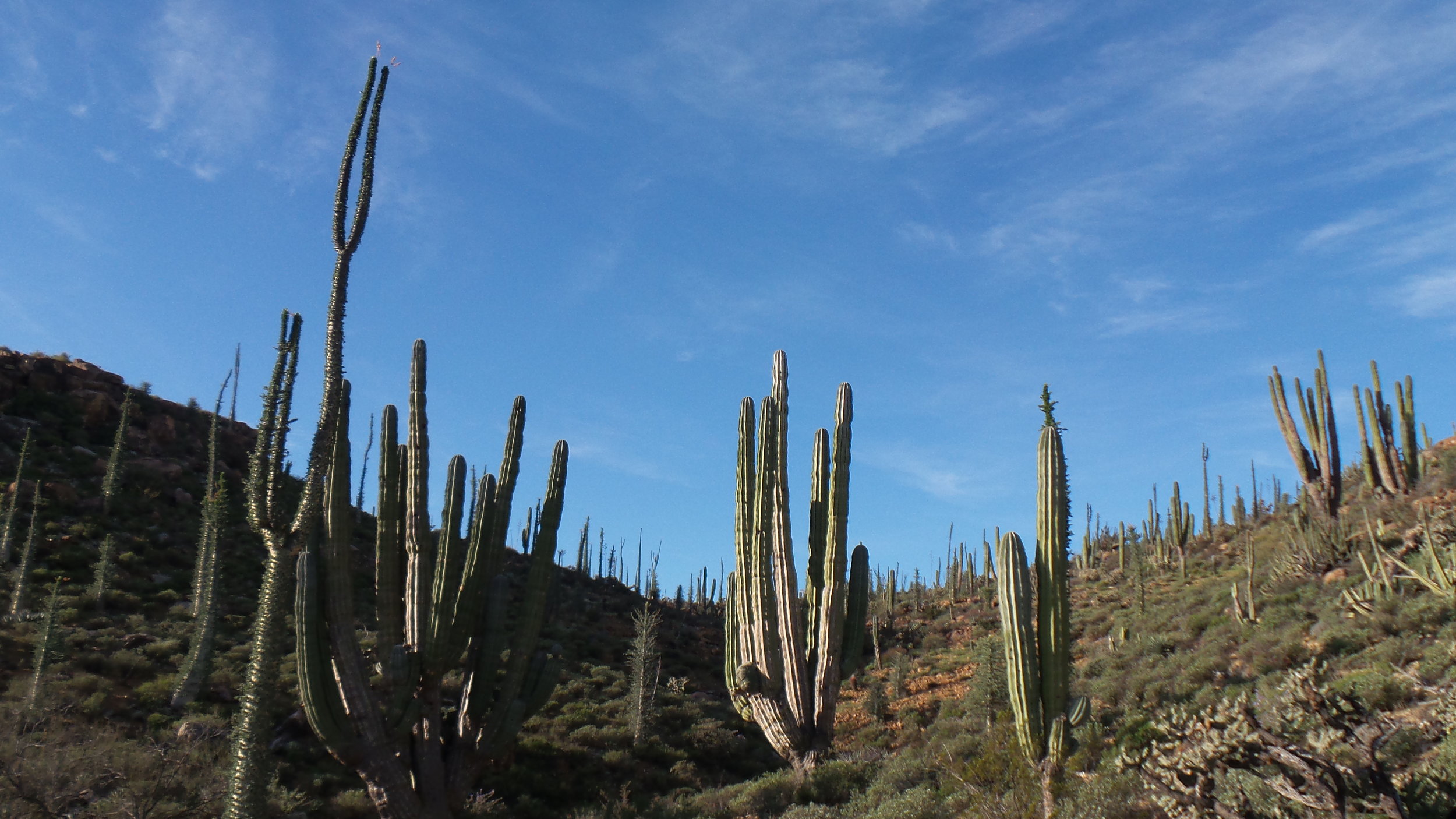 T Shirts Sun Shine is Setting Between Cactus Spines Magical Noon Landscape Wild 