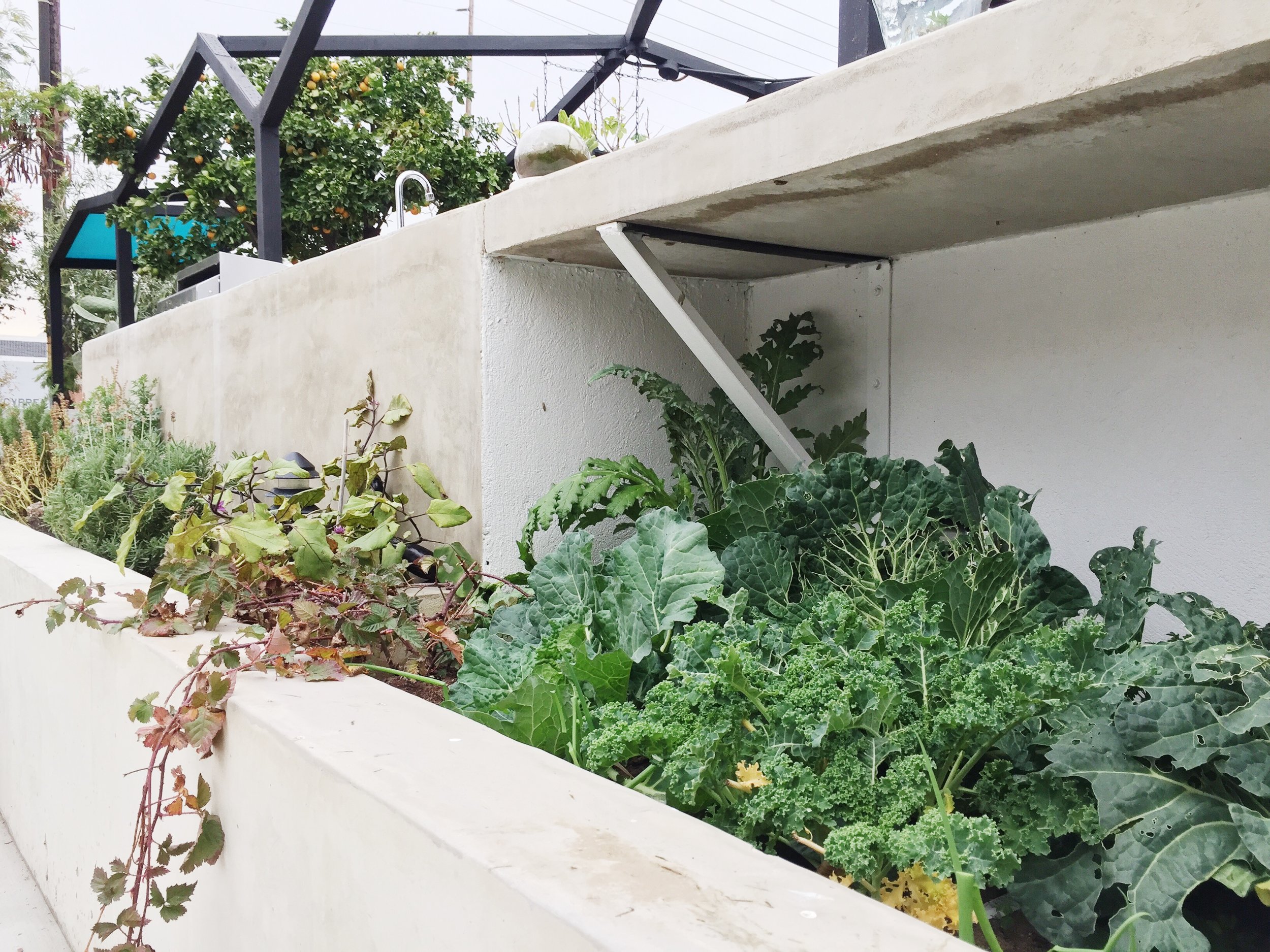  Community Vegetable Garden 