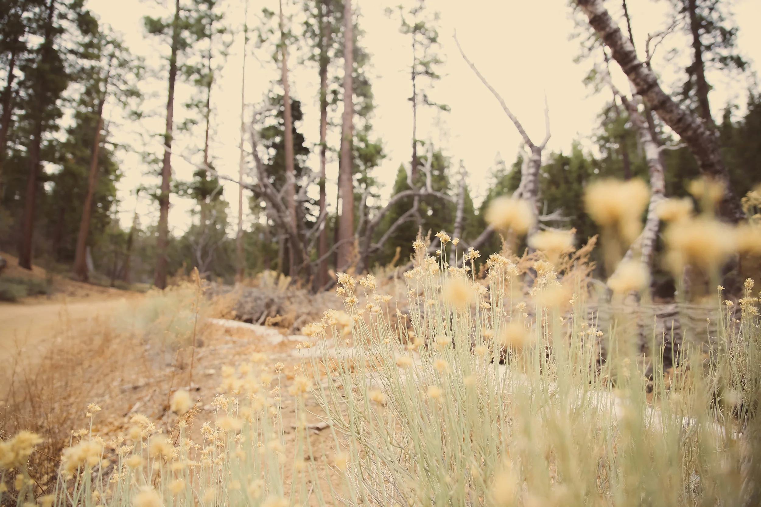 bigbear-13.jpg