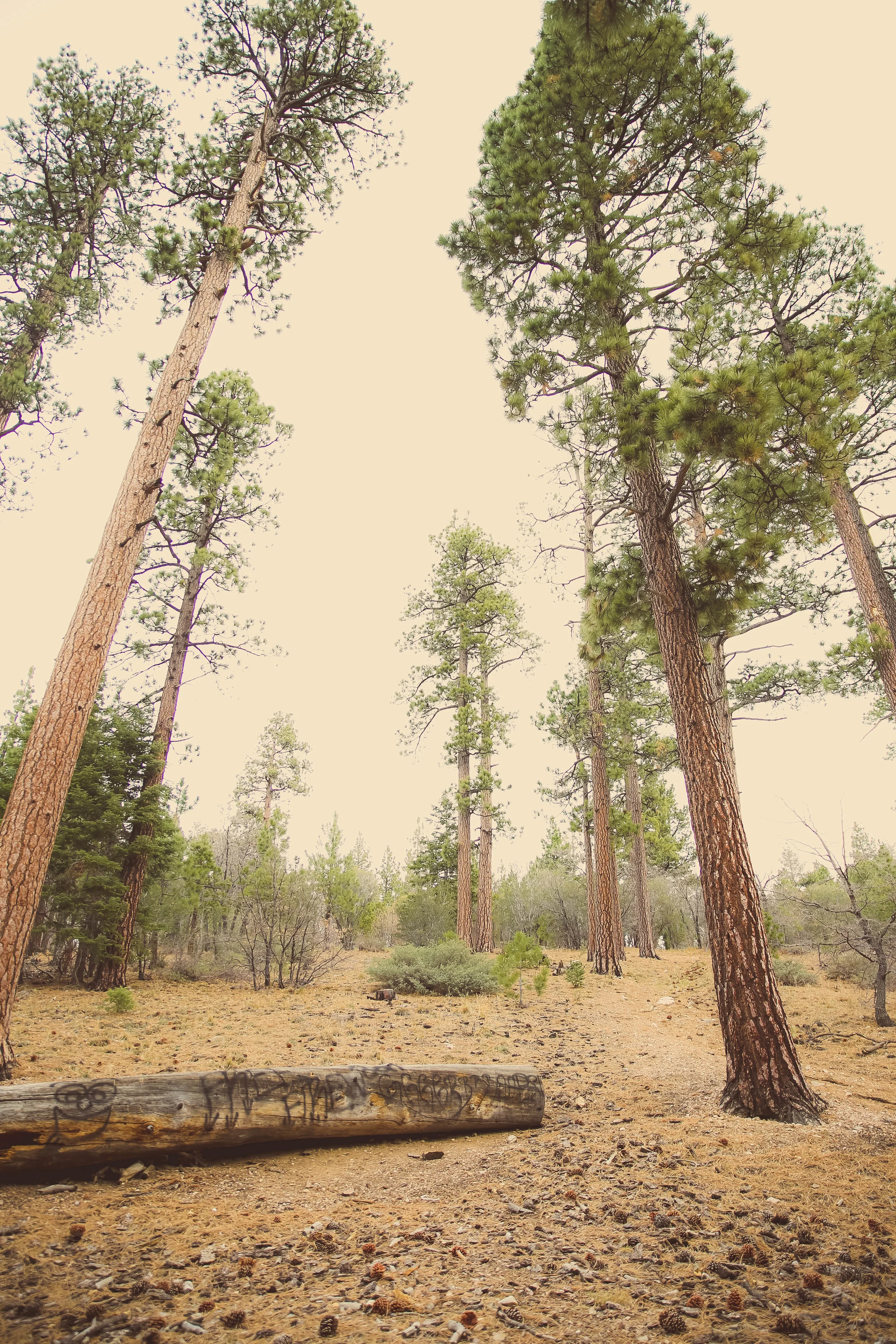 bigbear-15.jpg