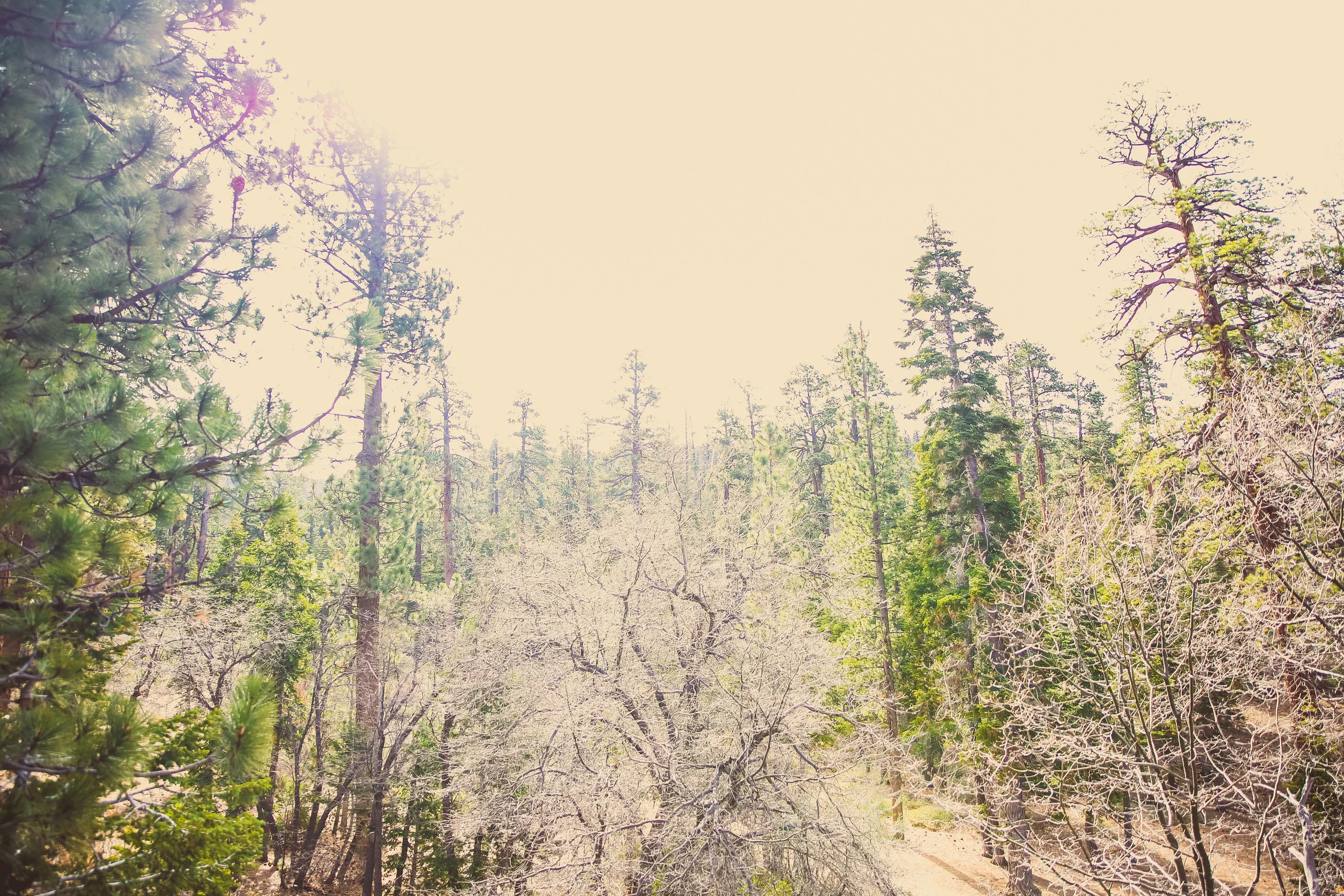 bigbear-36.jpg