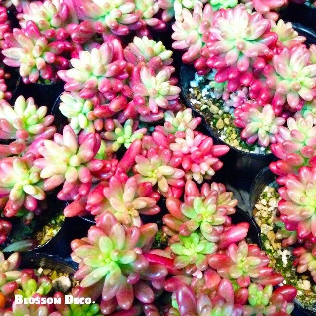 続々と入荷してます！