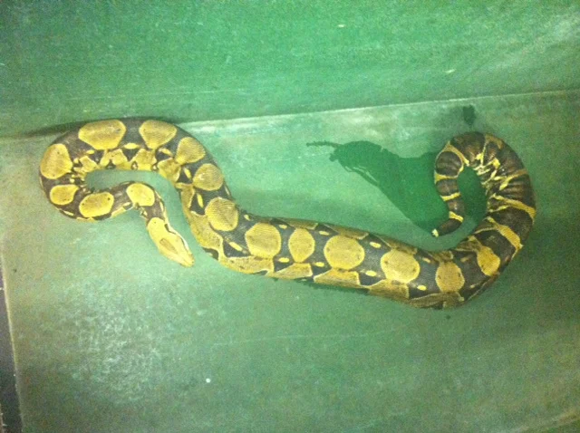 Boa constrictor