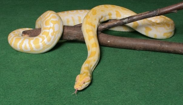 Tijgerpython