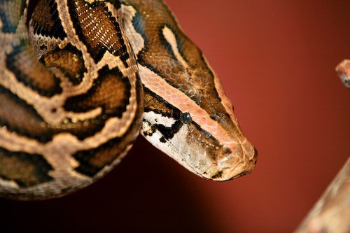 Tijgerpython