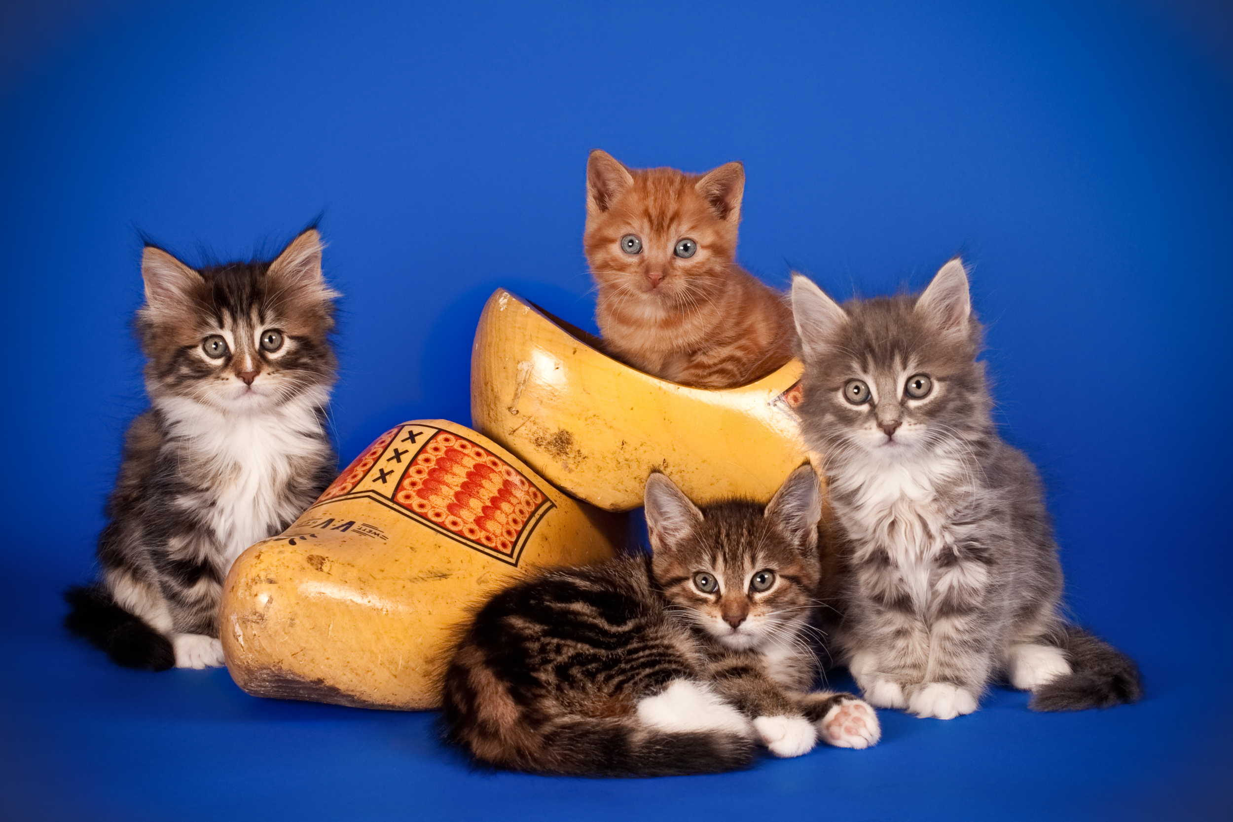 Four kittens with Dutch cloggs (1 of 1).jpg