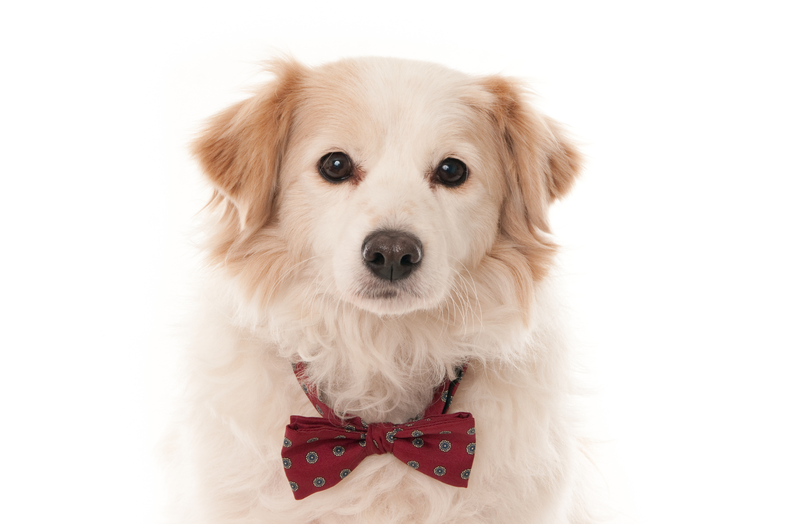 Dog with bow tie isolated on white (1 of 1)-2.jpg
