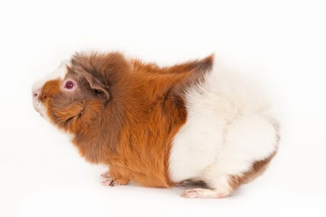 9052 - Cavia 'Jumper'
