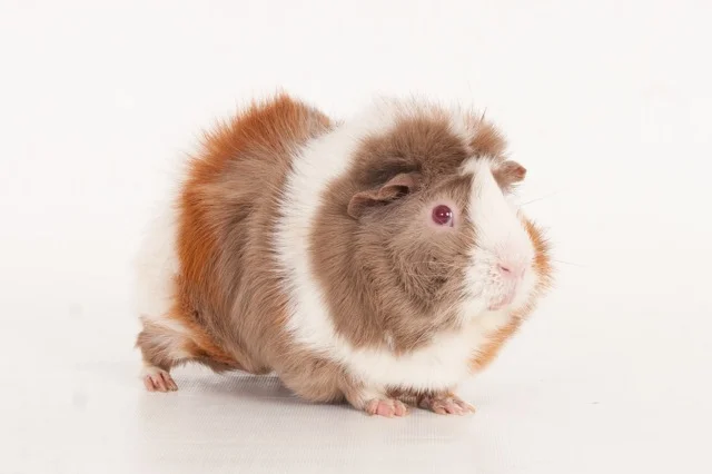 9052 - Cavia 'Jumper'