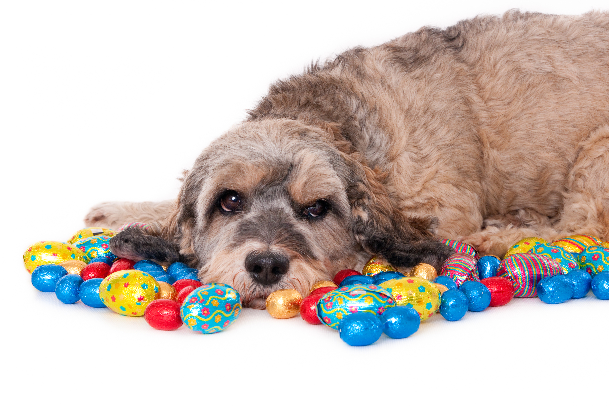 Portrait of a dog with colored Eastern eggs, isolated on white (1 of 1).jpg