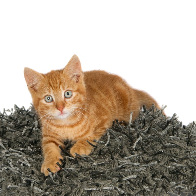 Ginger kitten on a grey and black pillow (1 of_1).jpg