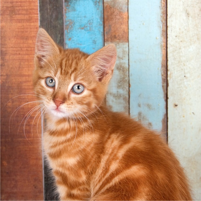 A square portrait of a ginger kitten against a_colored wooden background (1 of 1).jpg