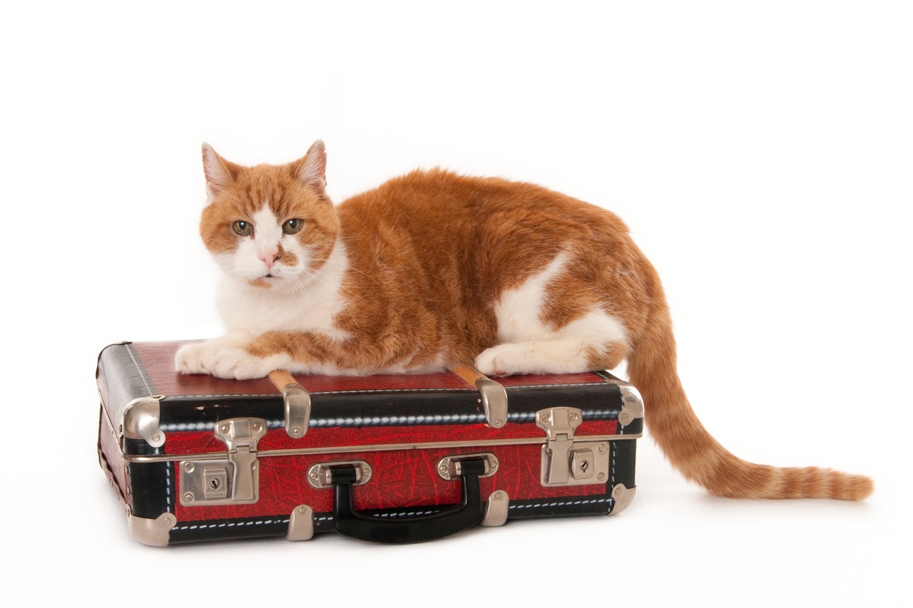 Senior ginger-white cat, sitting on a suitcase, isolated on white (1 of 1).jpg