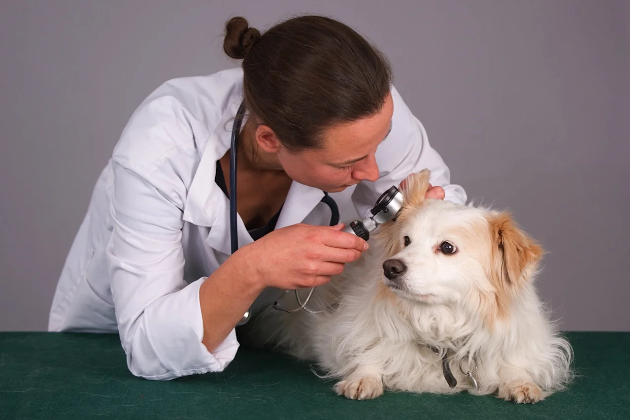 Veterinarian looking in a dog's ear (1 of 1).jpg