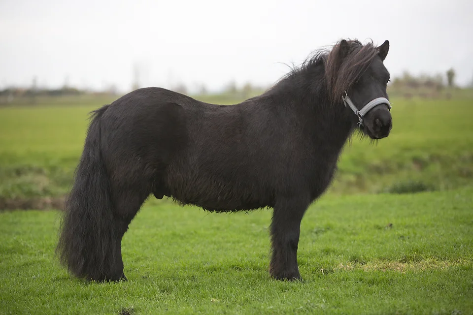 Shetland pony-11101-Elvis