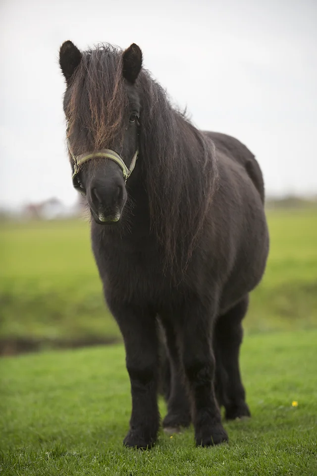 Shetland pony-11104-Sara