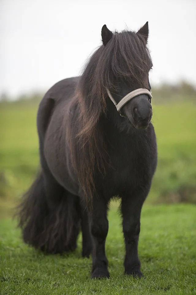 Shetland pony-11105-Wieteke