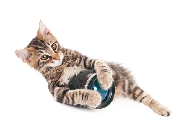 Kitten holding a camera lens, isolted on white (1 of 1).jpg