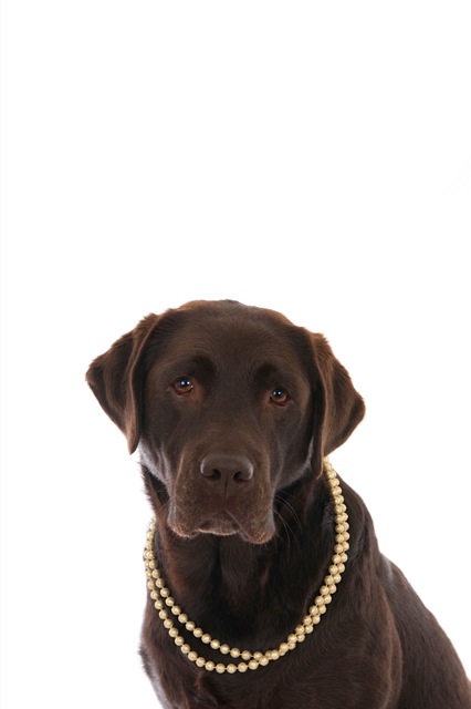 Bruine labrador Djintie met gouden ketting (1 of 1).jpg