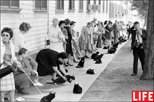 black-cat-auditions1-jpg.jpeg