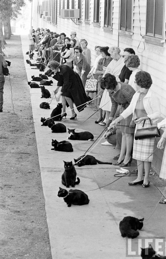 black-cat-auditions-hollywood-1961-2-560x871.jpg