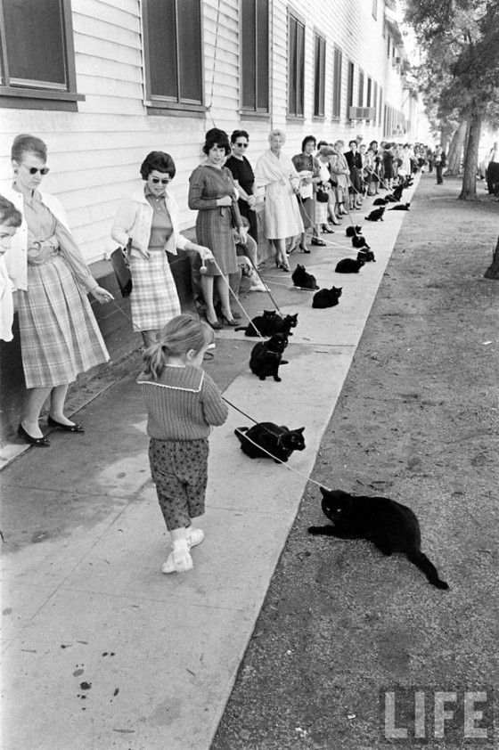 black-cat-auditions-hollywood-1961-4-560x842.jpg