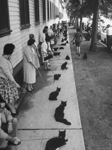 ralph-crane-owners-with-their-black-cats-waiting-in-line-for-audition-in-movie-tales-of-terror.jpg