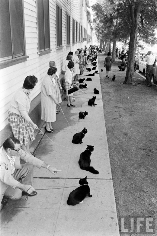 black-cat-audition-03.jpg