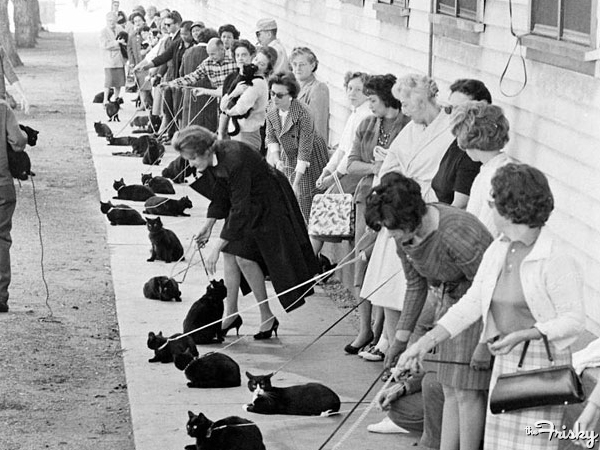 Black-Cat-Auditions-1961-600x450.jpg