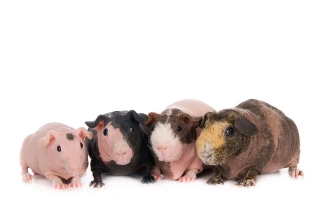 naaktcavia's-11189