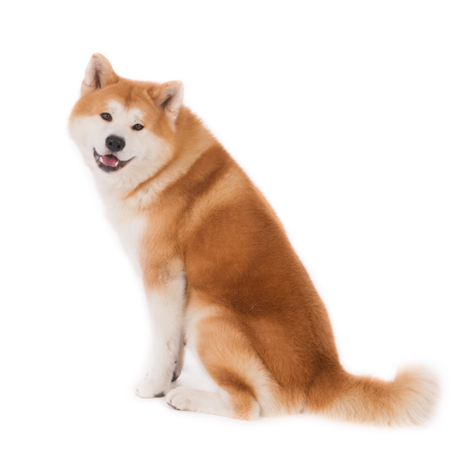 gh-11223-Balou
