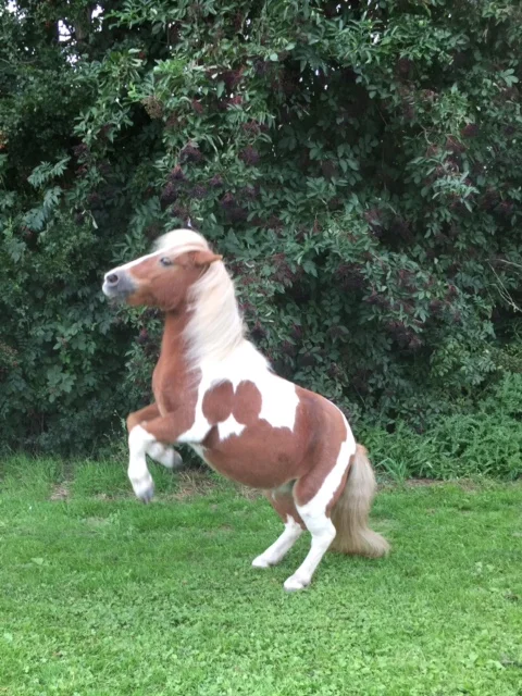pony-11252