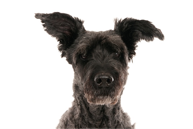 Portrait of a dark gray bouvier with ears up (1 of 1).jpg