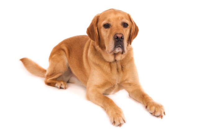 gh-30044-Boomer