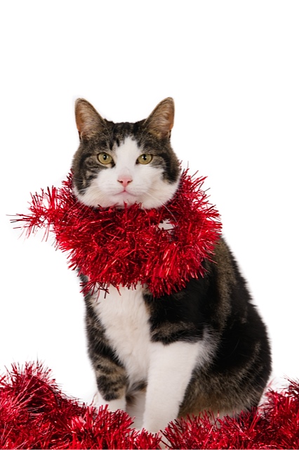 Looking cat with Christmas garlands, isolated on white (1 of 1).jpg