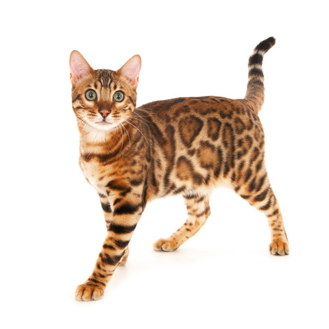 kat-30094-Mango