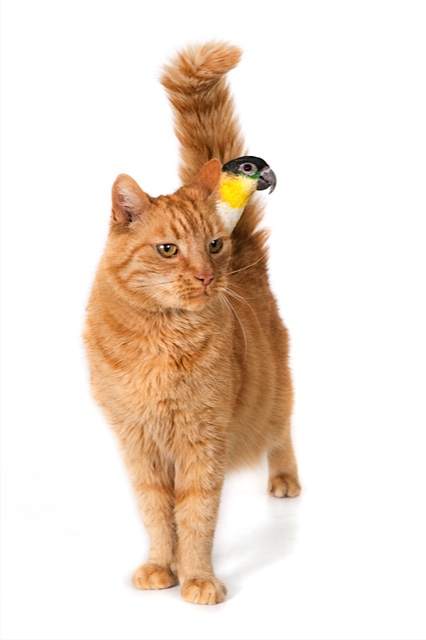 Ginger cat with a noble parrot on his back. On white.jpg