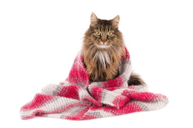 Sitting long haired cat with a woolen shawl, isolated on white (1 of 1).jpg